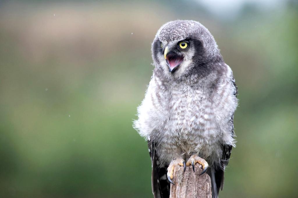 Elegancka suknia weselna z pracowni krawieckiej